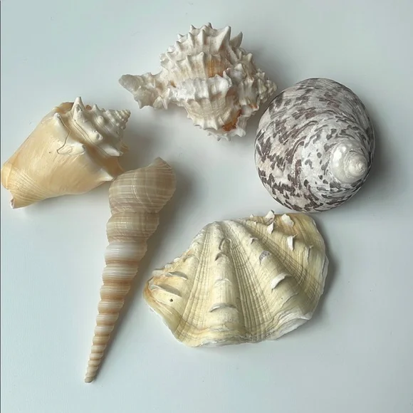 Assorted Seashell Collection - Picture 1 of 8